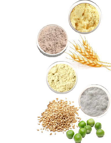 Wheat Flour Suppliers in Tamil Nadu